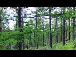 軽井沢の森に響く：旅の音景色