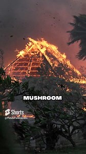 🚨These Guys Predict The Future🔮 | Future Forecasting Group