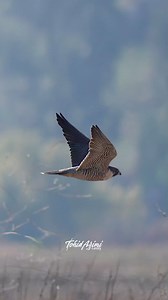 Peregrine Falcon flying fast. . . . #peregrinefalcon #falcon #birdsofprey | Ta2020photography