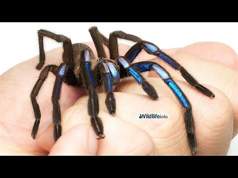 The Stunning Electric Blue Tarantula – Nature's Hidden Gem!