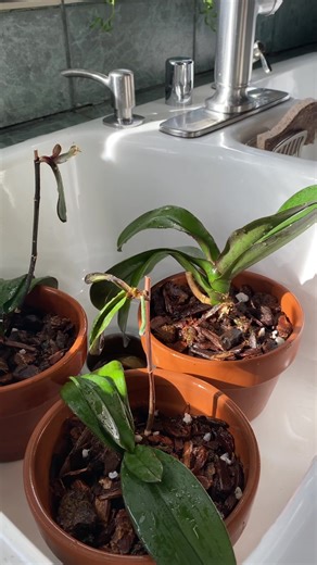Orchids and Mealybugs: Plant Care Tips and Repotting Guide