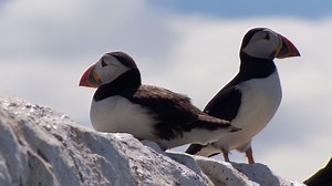 Britain's puffins could disappear if goal isn't met
