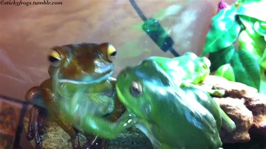 Round Frog is having a Snack and Voigt helps with a Kissie and Many Pats! | Stickyfrogs