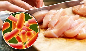 Salmonella bacteria explained and how to prevent it