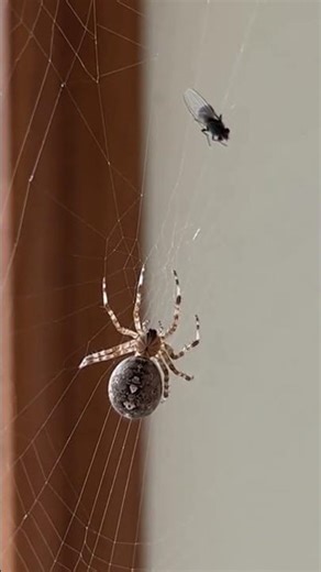 Shocking!! Spider makes a move on a fly… but what happens next will surprise you!