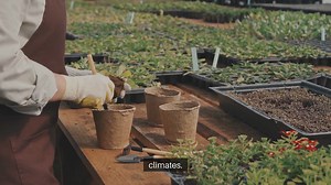 Best Seeds to Start Early in Spring