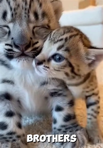 #animals #cat #kitten