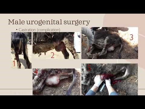 Equine urogenital surgery part 1