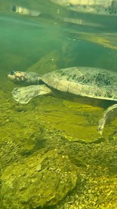 Kamp Kenan Releasing an Endangered Arrau River Turtle Into His New Aquascape Ecosystem Pond! | Greg Wittstock the Pond Guy