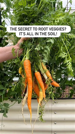 Thinking about growing root veggies this season? 🥕🌱 I found them a little tricky at first. It’s all about the soil! A few tips: 🌱 Prep your bed by loosening soil at least 12” deep and removing clumps or stones. These crops need loose, fluffy, and rock-free soil so their roots can grow long and straight. 🌱 Mix in organic matter and bone meal—phosphorus helps roots grow strong and healthy. I use @true_organic_ in my garden. 🌱 Skip heavy nitrogen fertilizers at planting time. If you’ve grown b
