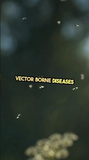 how to prevent Vector borne disease? #vector #disease