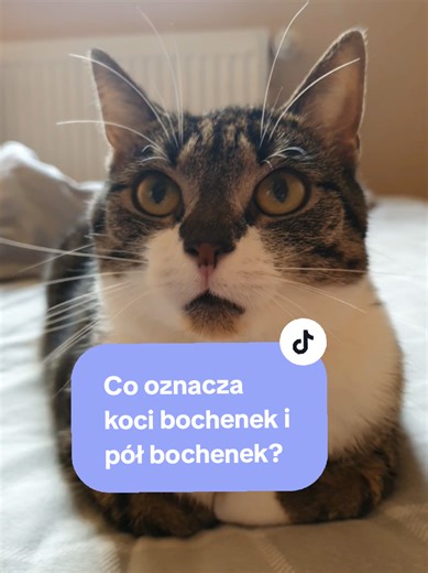 Gdzie lubi bochenkować twój kot? Czy widziałeś/widziałaś też u niego pół bochenek? #kocibochenek #bochenek #ciekawostkiokotach #zachowaniekotow #ciekawostka