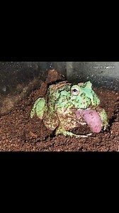 11K views · 170 reactions | Green frogs like to eat pink mice. | Insect Forest | Facebook