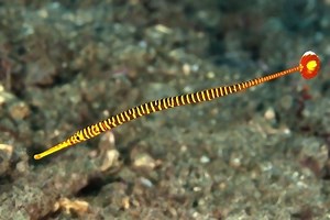 Pipefish - Alchetron, The Free Social Encyclopedia