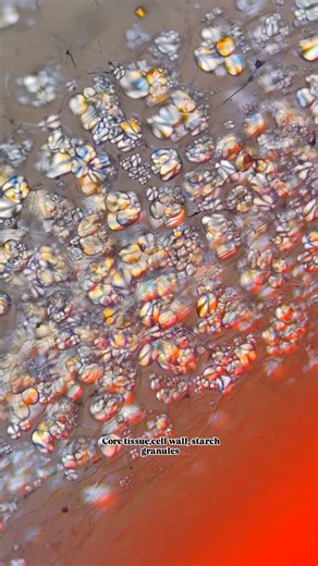 Beautiful Birefringence: Potato Starch Under Polarization Microscope #scienceshorts #amazingfacts