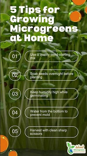 🌱 5 Tips for Growing Microgreens at Home