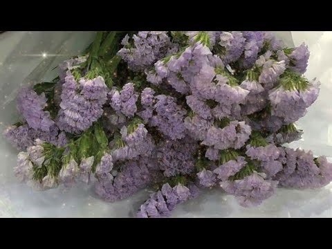 LAVENDER・❥・ Scent series