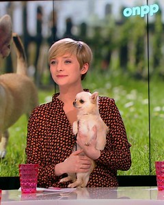 133K views · 331 reactions | Le chihuahua est le chien le plus volé de Belgique. Les prix peuvent en effet grimper rapidement pour ces petites bêtes. Jacqueline Michiels du Belgian Chihuahua Club était en plateau pour en parler ! | On n'est pas des pigeons - RTBF | Facebook