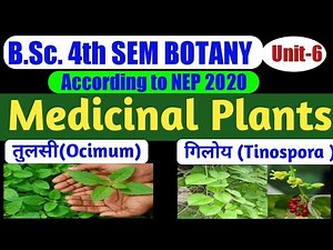 BSc 2nd Year 4th Semester Botany Unit 6 Medicinal Aspects/Ocimum sanctum/Tinospora cordifolia/Giloy