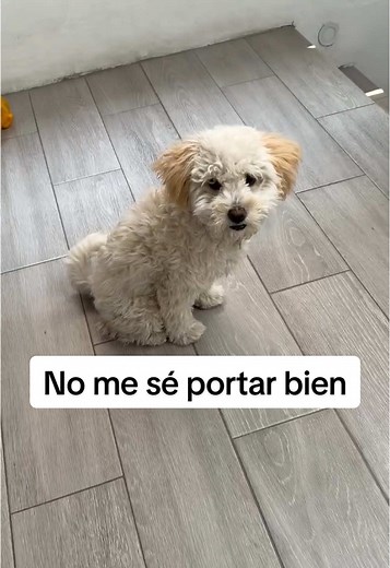 Molly la Maltipoo on TikTok