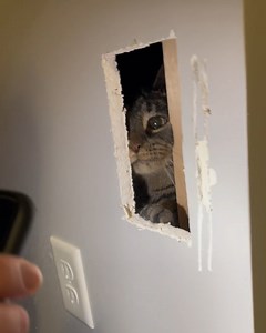 138K views · 1.1K reactions | Cat explores the house and gets stuck in the basement wall﫣 | Animal Lovers | Facebook