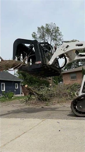 Ash Tree Removal Time Lapse (Bloomington MN)