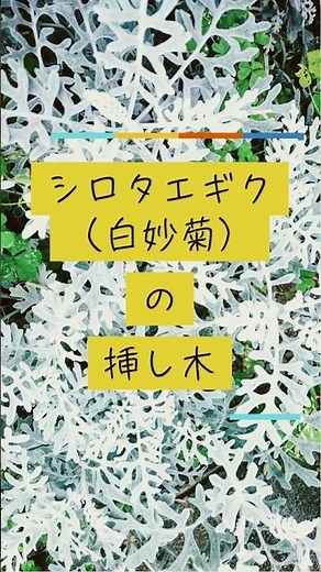白妙菊（シロタエギク）の挿し木 #shorts #白妙菊＃シロタエギク #植物のある暮らし