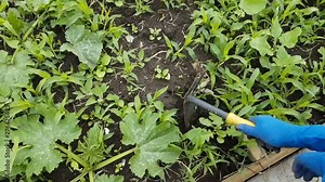 Spring weeding in the garden, the gardener pulling out the weed carefully in colorful garderning gloves Stock Video
