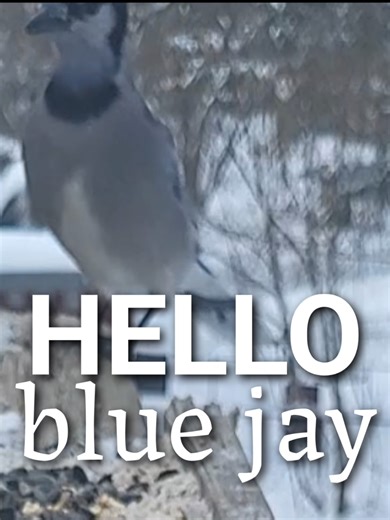 Blue Jay Sounds: Nature's Harmonious Birds