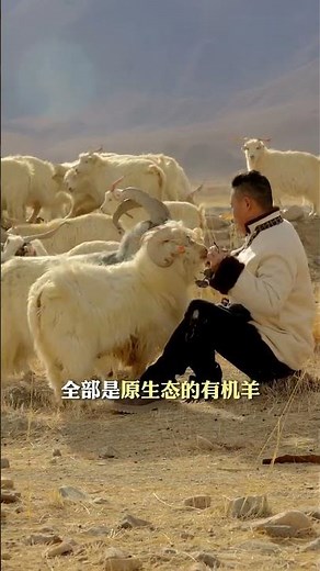 26 years of focusing on just one thing! Tibetan sheep are truly organic, raised on pristine grass...