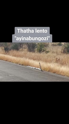 Nature On Safari. on TikTok