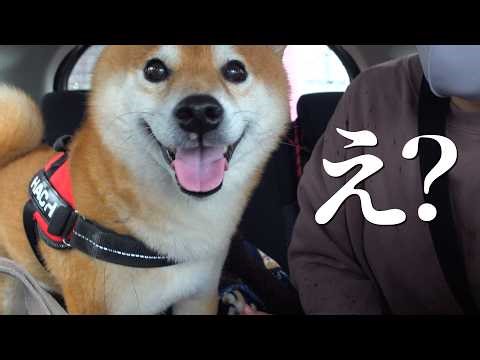 During a health checkup, the Shiba Inu's expression changed completely upon receiving some unfort...
