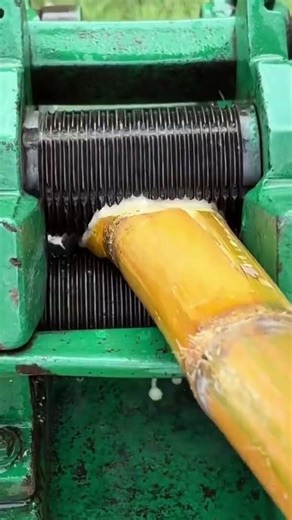 the process of squeezing sugar cane stalks which are inserted between two rotating machines