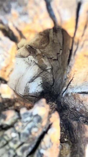 The Empty Tree Cavity – Female Carpenter Bee Also Move On (Part 6)