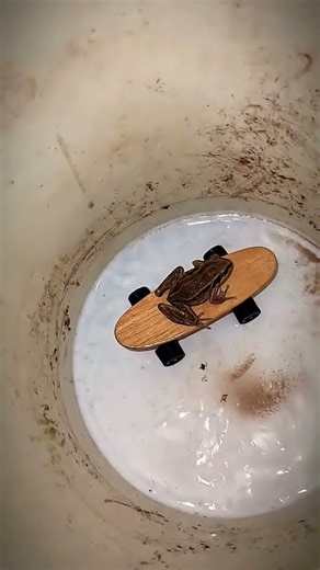 Catching a frog wants to laugh |Funnyfrogs |Catching Frogs funny |teplongheng 🤣