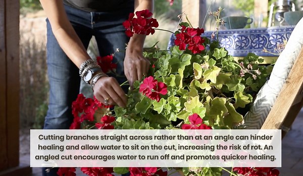 14 Common Pruning Mistakes and How to Fix Them