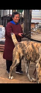 471K views · 7.8K reactions | What does it look like from a close distance?" #Russian Central Asian Shepherd Dog #reels #dogs #giantdog #centralasianshepherd #guarddog #puppies #alabai #livestockguardian #dogtraining | Sumit Kumar Sinha | Facebook