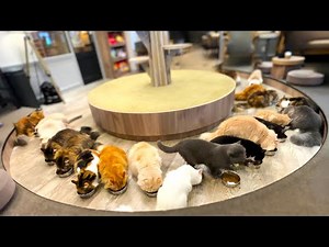 Cat's Heaven Unveiled🐈Discovering Japan's Cleanest & Coziest Cat Café!🐈 | Cat cafe Mocha Shibuya