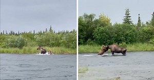 Watch: Bear takes down adult moose in semi-submerged hunt