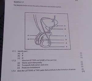 The diagram below shows the parts of the male reproductive syst... | Filo