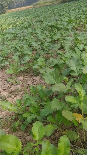 #farming #trending songh