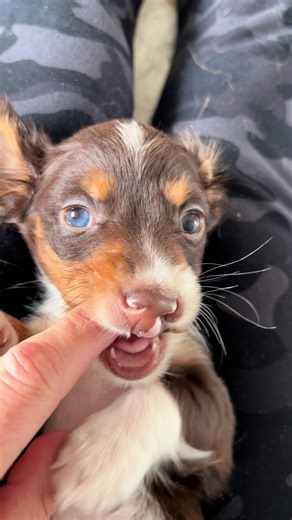 Understanding Heterochromia: The Beauty of Different Colored Eyes