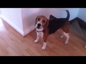 Real beagle howl