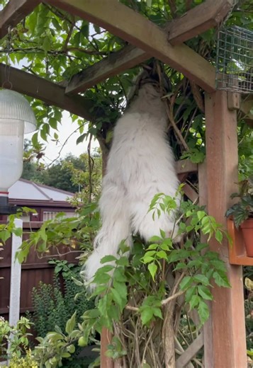 Casper the Cat Prunes the Plants with Care