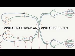 Visual pathway and visual defects explained in easy way