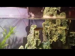 Bubbles on surface of aquarium and reason behind it.