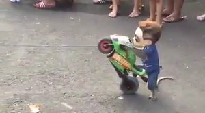 The most intelligent monkey, ever! | Guangming Daily-光明日报