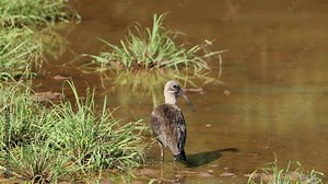 A hadeda ibis (Bostrychia hagedash) in natural habitat, South Africa
