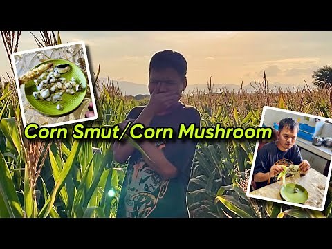 Cooking Corn Smut / Mushroom / Truffle | Oliver Castro