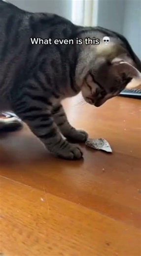 Cats Doing Absolutely Random Stuff 😭😳🐱 #cat #helpmemakethismakesense #funny #memes #comedy #viral